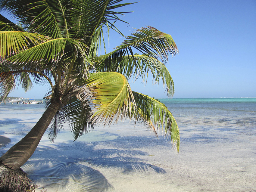 Belize Palm Tree