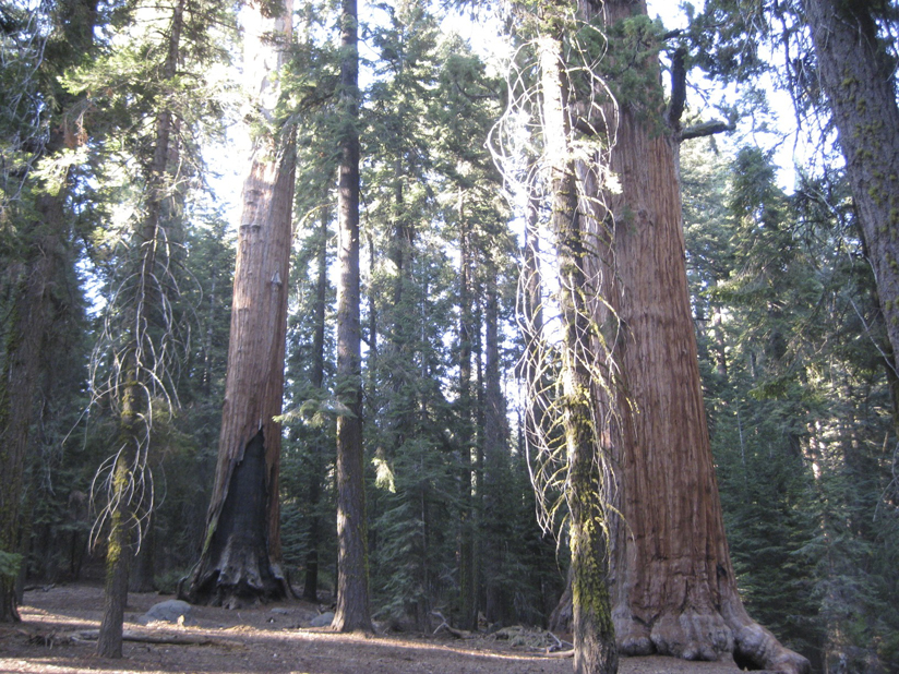 There are hundreds of Redwoods in the National Park