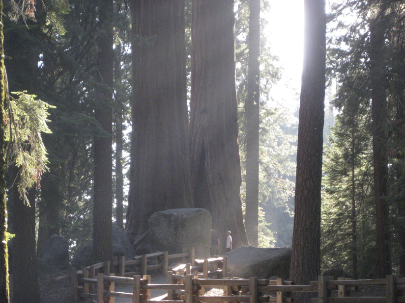 Red Wood Forest