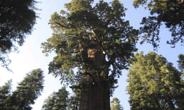 Exploring The Redwood Forest