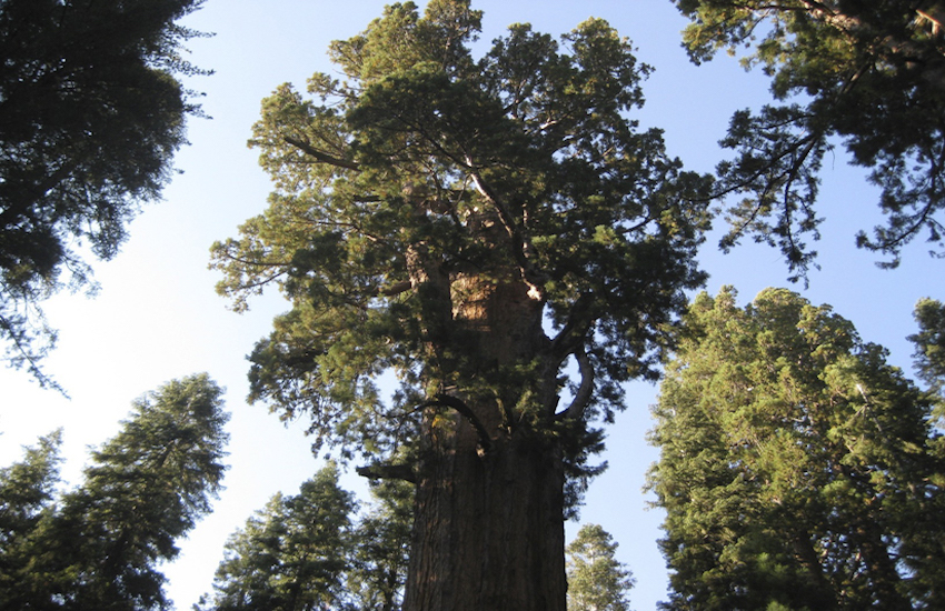 Exploring The Redwood Forest