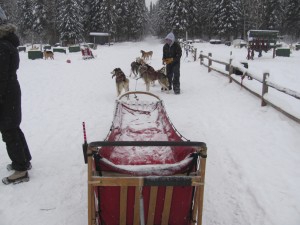 Dog Sled