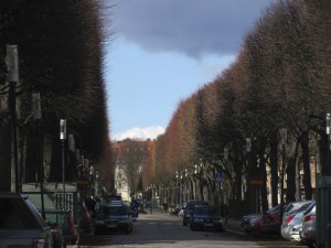 Stockholm has square trees