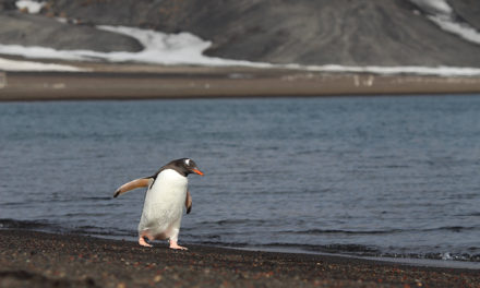 How I Got To Antarctica