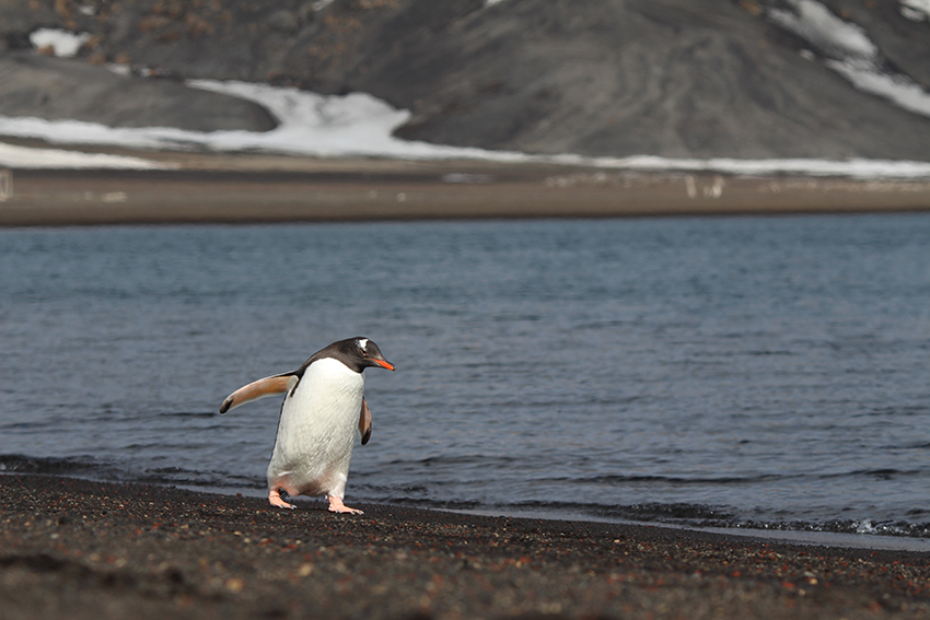 How I Got To Antarctica