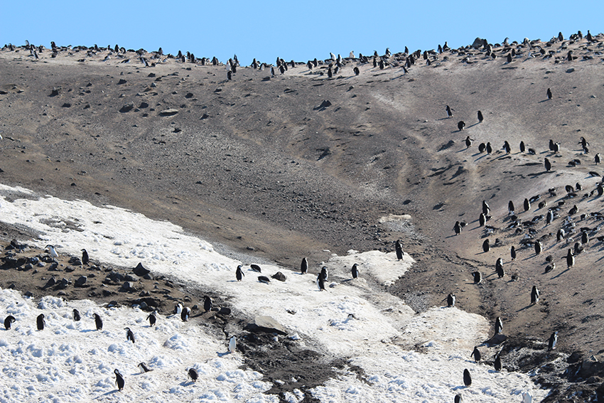 See Wild Penguins in Antarctica
