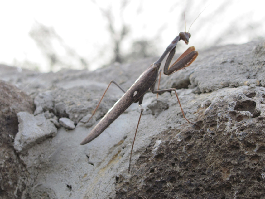 Pray with a Praying Mantis