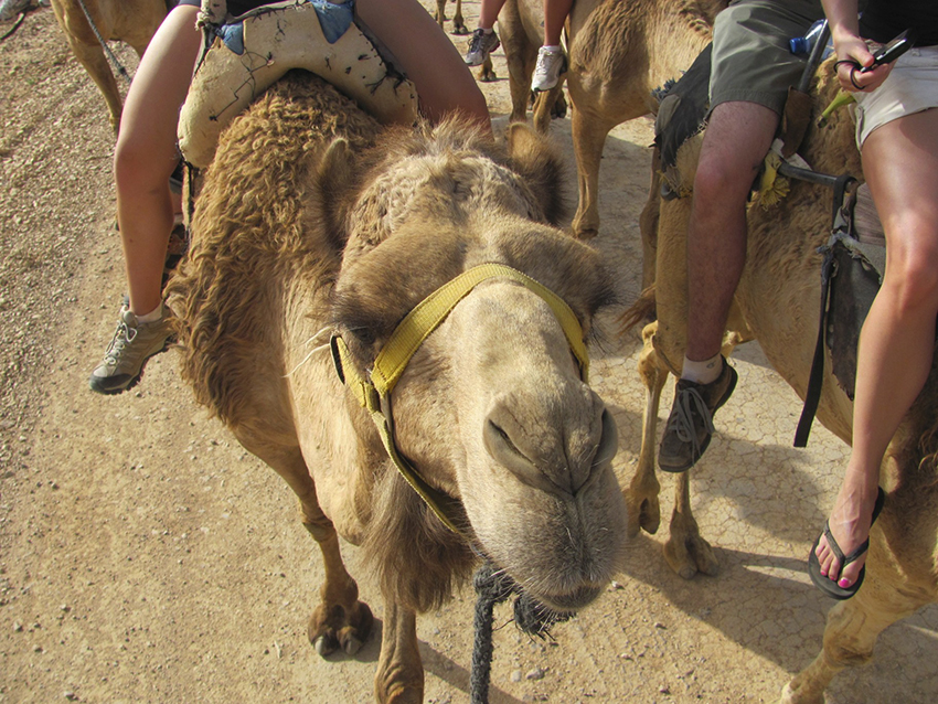 Ride a Camel Through the Desert