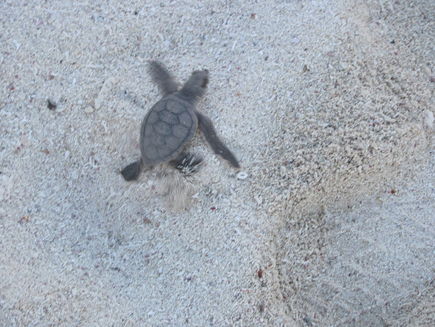 Watch Turtles Hatch and Run Into the Ocean