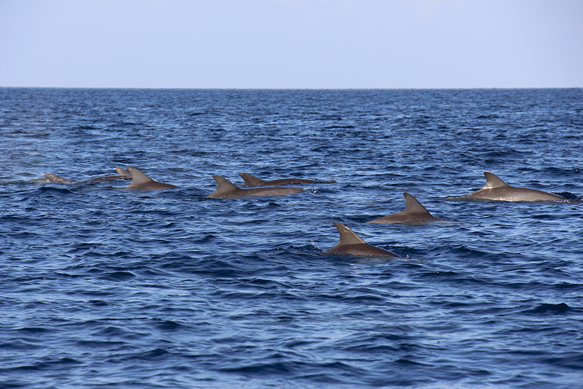  Swim With Wild Dolphins