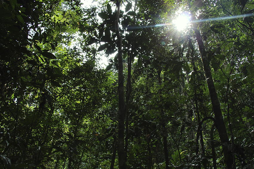 Get Lost in Borneo