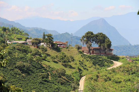 colombia-coffee