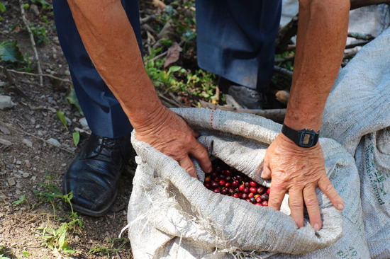 colombia-coffee-close-up