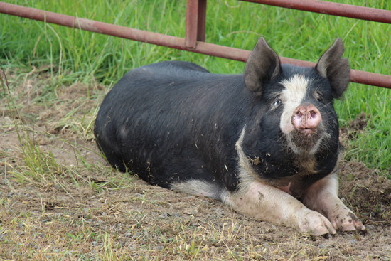 pig near fence