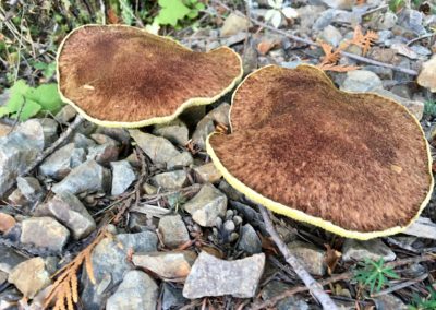 Pancake Mushrooms