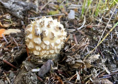 Spiked Mushroom