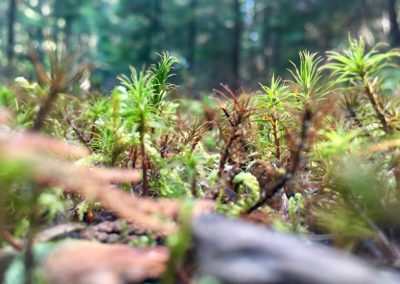 Ground cover